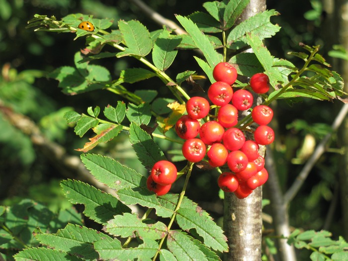 ladybird and rowan berries
