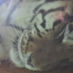 This is how close I was to a Tiger last Sunday... A Window width away.