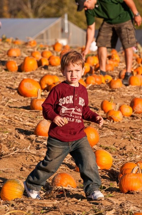 Jay in the pumpkin patch