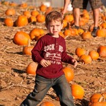 Jay in the pumpkin patch