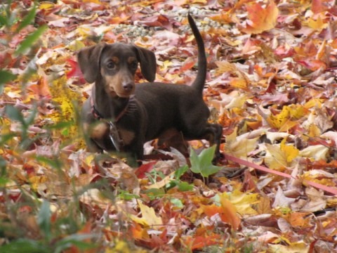 Nikko my 5 month old mini dachshund...my partner in napping  : )