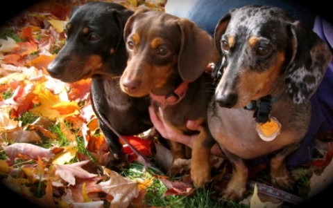 our 3 mini dachshunds...sometimes, the best medicine!