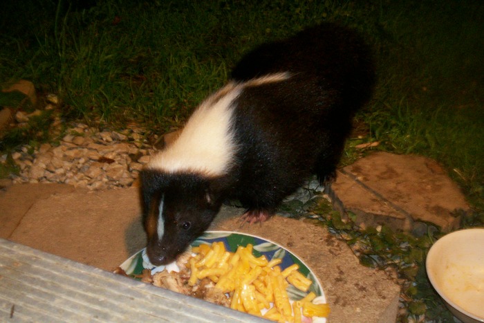 Our Baby Skunk
