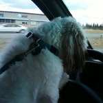 My Dog Driving :)