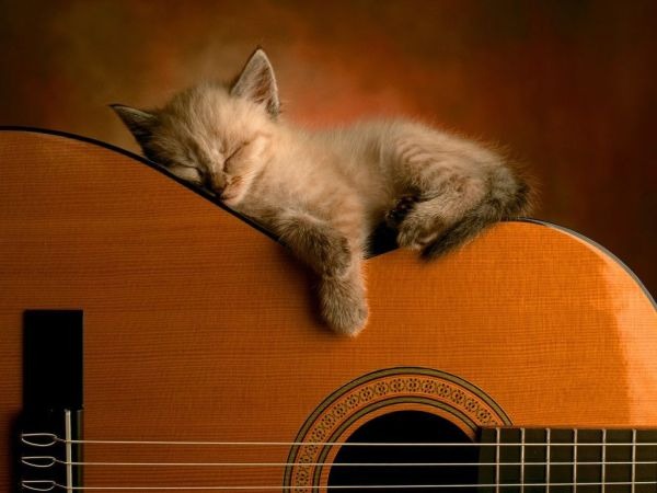 Musical cat