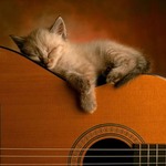 Musical cat