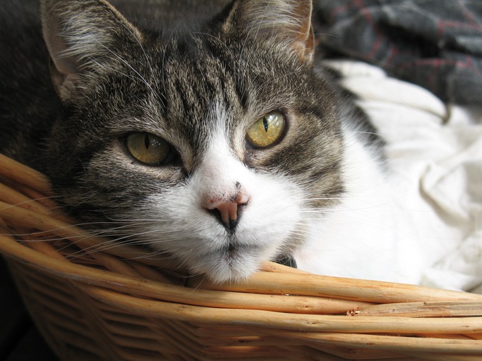 RIP Moppy. Died 6 Dec 2010 Best smartest cat in the world, and I have had tons of cats in my life.