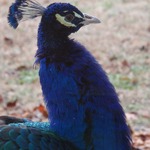 Our wild Peacock.. PC for short