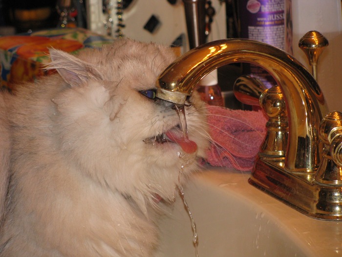 Binx...drinking from sink (toy persian)