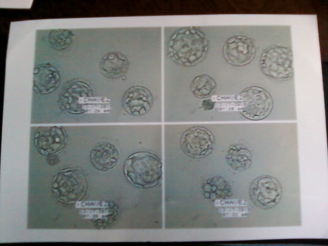 All my embryos