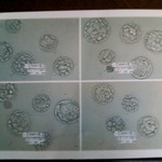 All my embryos