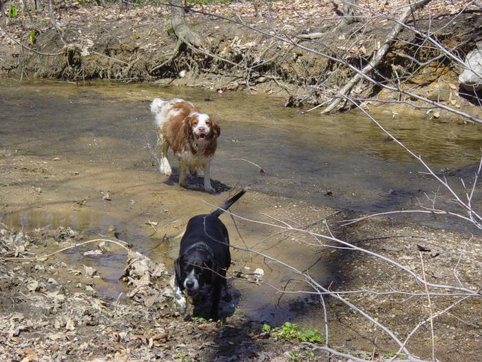 Phoebe and Tess like to play in the creek...