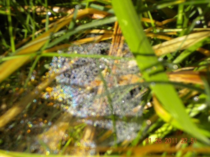 These are photo's I took out in my yard..