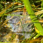 These are photo's I took out in my yard..