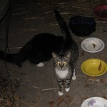 BlueStripe relative newcomer, trying to be alpha cat in the back shelter area..