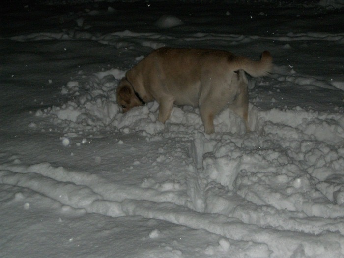 We were playing fetch with the snowballs.
