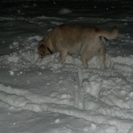 We were playing fetch with the snowballs.
