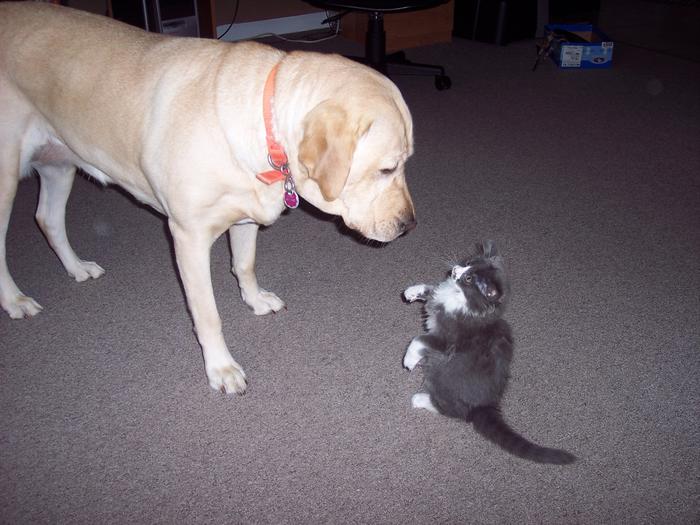 MY DOG AND KITTY HAVING A CONVERSATION WITH EACH OTHER