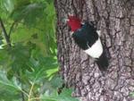 6-18-08 woodpecker