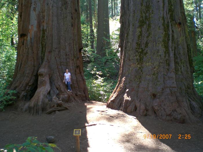 The giant sequoias---my FAVORITE place on earth!