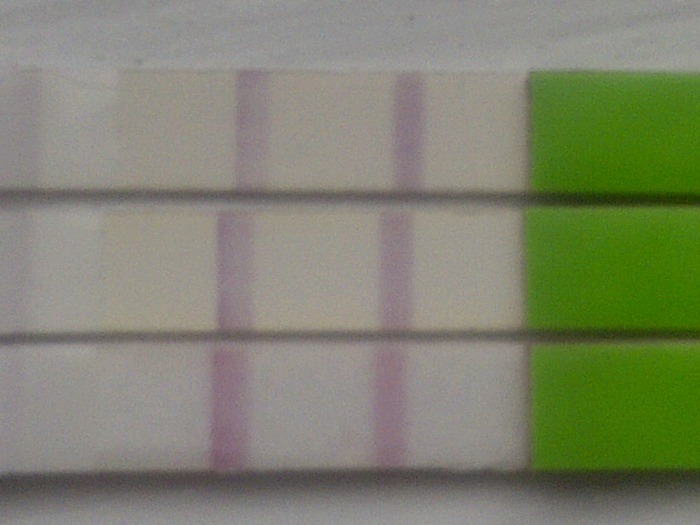 top one is 12dpo, middle is 13dpo and bottom is 14 dpo (yesterday)
