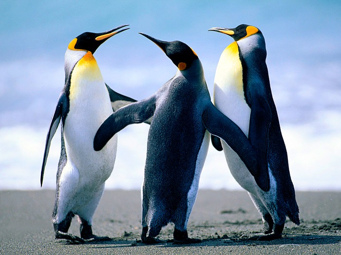 Cute penguins.