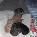 And this is Wanda's litter of 7 kittens