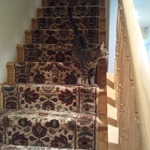 Beau coming down the stairs, checking out rest of house