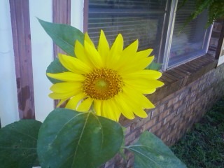 My first Sunflower I Grew