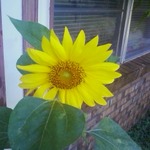 My first Sunflower I Grew