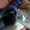 My rabbit Emily