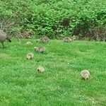 the geese the nest in the wetlands brought goslings up for a meal; right outside home