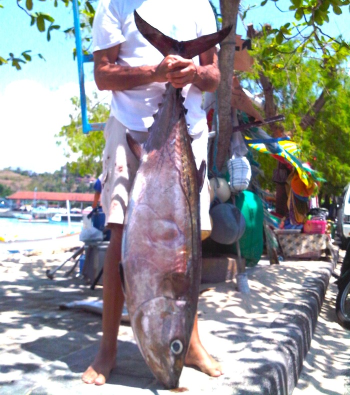 DogTooth Tuna
30 kilo's