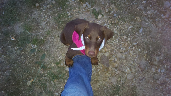 my new doberman puppy her name is baliey