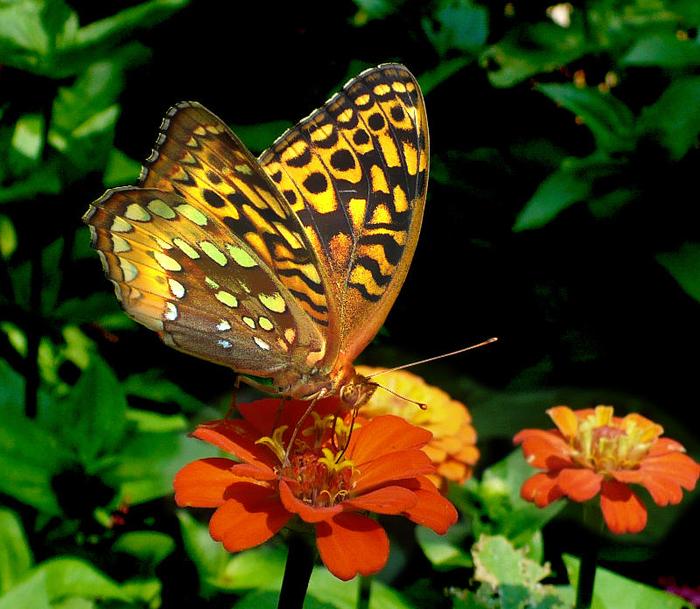 What an exquisite butterfly...I see God in this picture. How can you not? And in my own backyard.
