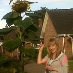 Sallie's Sunflower