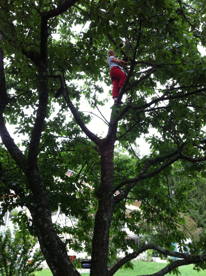 climb cherry Tree. wow