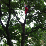 climb cherry Tree. wow