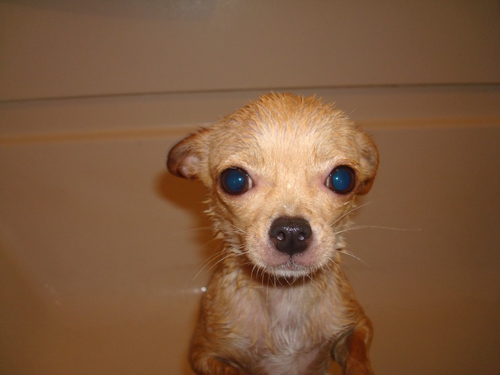 Mahoney getting a bath <3

