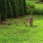 Turkey with 7 Babies!