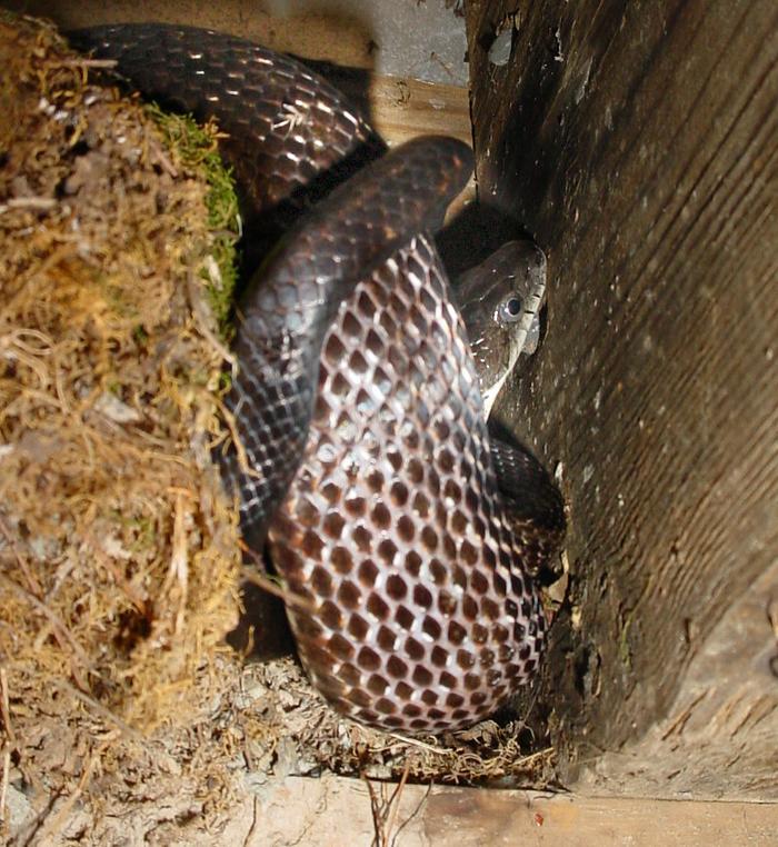 Rat snake after a meal of chicks (nest on left).