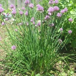 Chives June 20th