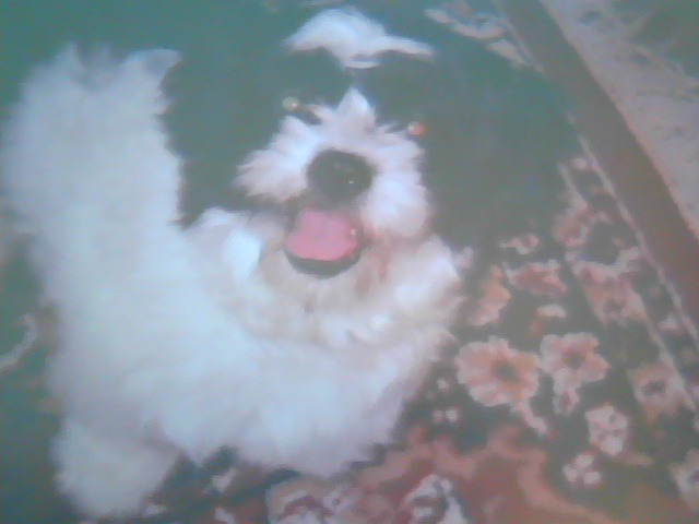 Patches my puppy!