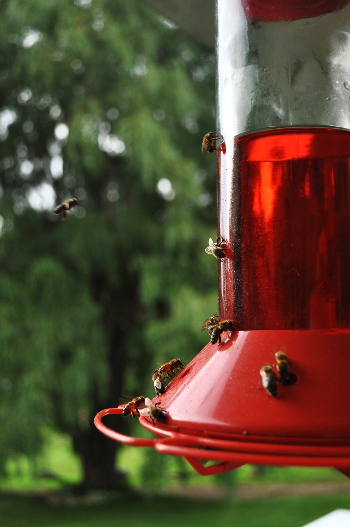 Honey bees are obsessed w/ moms hummingbird feeders