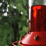 Honey bees are obsessed w/ moms hummingbird feeders