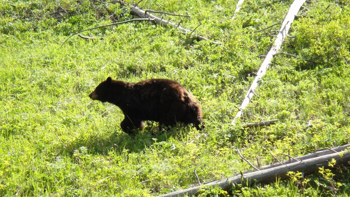 Small Grizzly