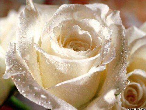 Love White Roses, found on internet