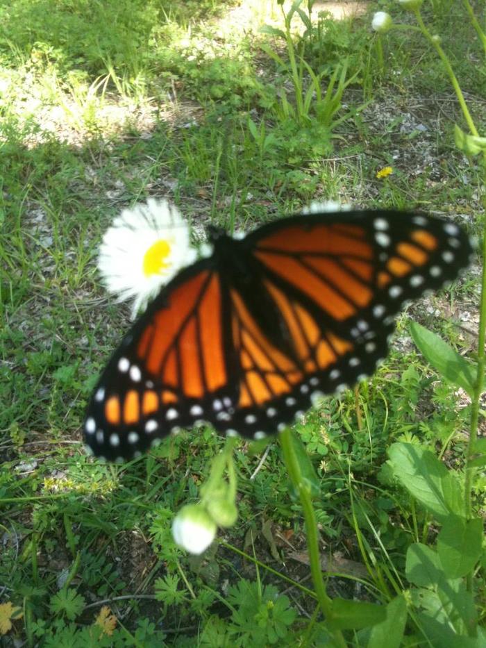 Just when the caterpillar thought the world had ended, it became a butterfly