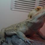 My dragon, Scratchy