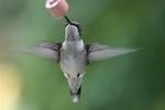 Hummingbird, more on my website